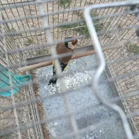 سهره|پرنده|شهر ری, سیزده آبان|دیوار