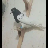 کبوتر|پرنده|شیراز, رکن‌آباد|دیوار