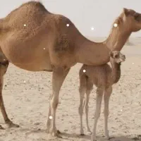 شتر تازه زاییده بابچه شتر
