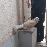 کفتر|پرنده|پرند, فاز ۶|دیوار
