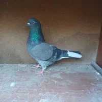 فروش کبوتر هایه پرشی|پرنده|سورک, |دیوار