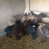 میش وبره|حیوانات مزرعه|کوهسار (البرز), |دیوار