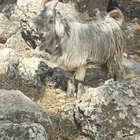 تیربز بهده تخمی