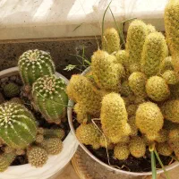 واگذاری کلیه کاکتوس ها|گل و گیاه طبیعی|فولادشهر, B2|دیوار