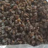 کشمش افتابی|خوردنی و آشامیدنی|قم, ولیعصر|دیوار