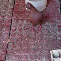 کبوتر|پرنده|اهواز, کمپلو شمالی|دیوار