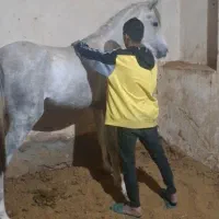 کره مادیون عرب یکسر .توافقی|اسب و تجهیزات اسبسواری|ماهان, |دیوار