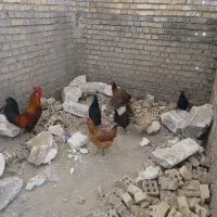 مرغ عربی|حیوانات مزرعه|کارون, |دیوار