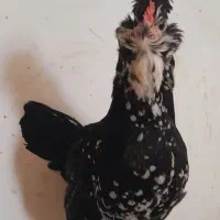 جفت مرغ و خروس گلین