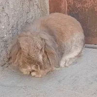 جوجه خرگوش لوپ|موش و خرگوش|خواف, |دیوار