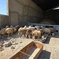 فروش  بره|حیوانات مزرعه|کوار, |دیوار