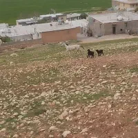 اسب