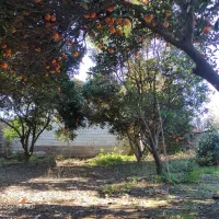 220-متر-زمین-بافت-مسکونی-روستا-درزیکلا-آمل