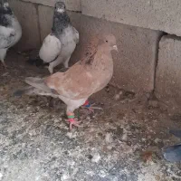 فروشی کله ای وچپی رامشیر|پرنده|بندر ماهشهر, |دیوار