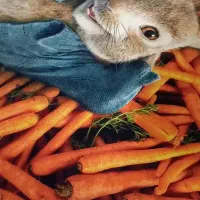 فرش اتاق کودک نو نو|فرش|کرج, ساسانی (قلمستان)|دیوار