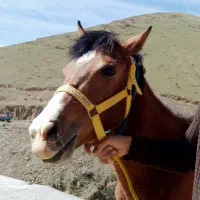 اسب جوان|اسب و تجهیزات اسب‌سواری|کلاترزان, |دیوار