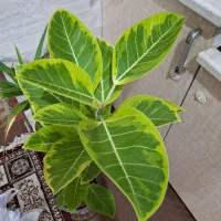 گلدان فیکوس ابلق پرتقالی|گل و گیاه طبیعی|شاهینشهر, شهرک امام رضا|دیوار