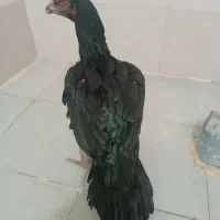 مرغ لاری معاوضه