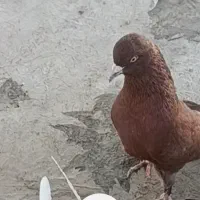 نر سرخ