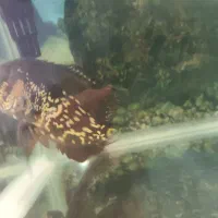 ماهی گوشتخوار اسکار