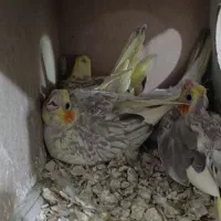 جوجه عروس سرلاکی