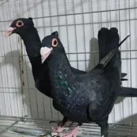 کبوتر ریش یا کراواتی کاکلی. باختی