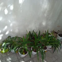 گل متفاوت|گل و گیاه طبیعی|شیراز, درکی|دیوار