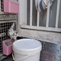 کفتر شهری ماده راست قهوه ای گلدار|پرنده|شیراز, شیخ علی چوپان|دیوار