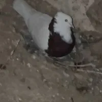 کبوتر طوقی و پاپری