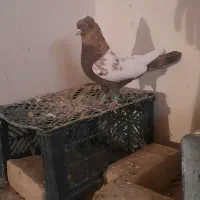 بهبهونی خوب