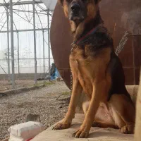 سگ ژرمن ماده