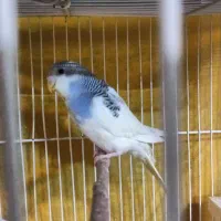 مرغ عشق جوان|پرنده|گلبهار, شهر جدید گلبهار|دیوار