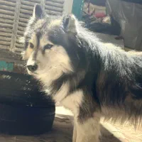 سگ هاسکی مالاموت نر