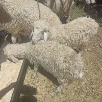 بره.سبک زیر۲۰کیلو.بردسیر