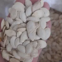 تخمه کدو|خوردنی و آشامیدنی|میاندوآب, |دیوار