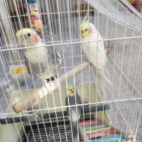 گرینج وعروس هلندی