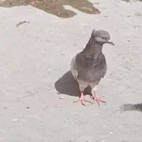 کفتر صیدی 150|پرنده|چناران, |دیوار