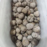 گردو امسالی  درجه یک