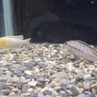 دوعدد ماهی سیچیلاید به همراه یک چوب برای آکواریوم