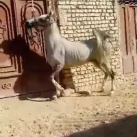 اسب مادیان
