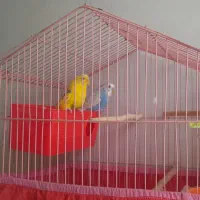 مرغ عشق|پرنده|اسلام‌‌آباد غرب, |دیوار