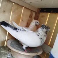 کفتر گمشده|حیوانات|اشتهارد, |دیوار