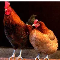مرغ