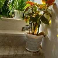 فروش انواع گل|گل و گیاه طبیعی|خانمیرزا, |دیوار