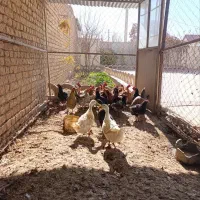 مرغ تخم گذار|حیوانات مزرعه|معصومیه, |دیوار