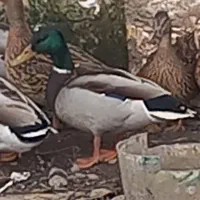 اردک نمایی  مرغابی