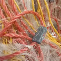 تورماهیگیری