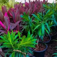 گل طبیعی  انواع گل های آپارتمانی