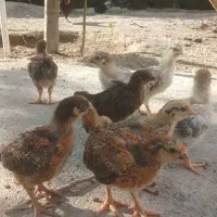 جوجه محلی گلپایگانی