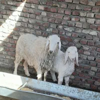 گوسفند بره نر و ابست